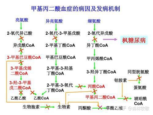 对所有甲基丙二酸尿症患者应首先进行大剂量维生素b12试验治疗,1mg/d