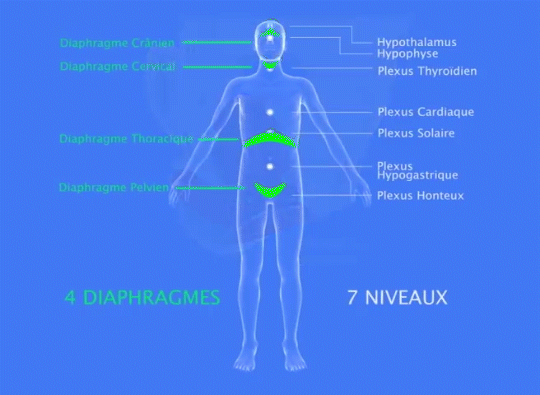 呼吸 不只在胸与腹 知乎