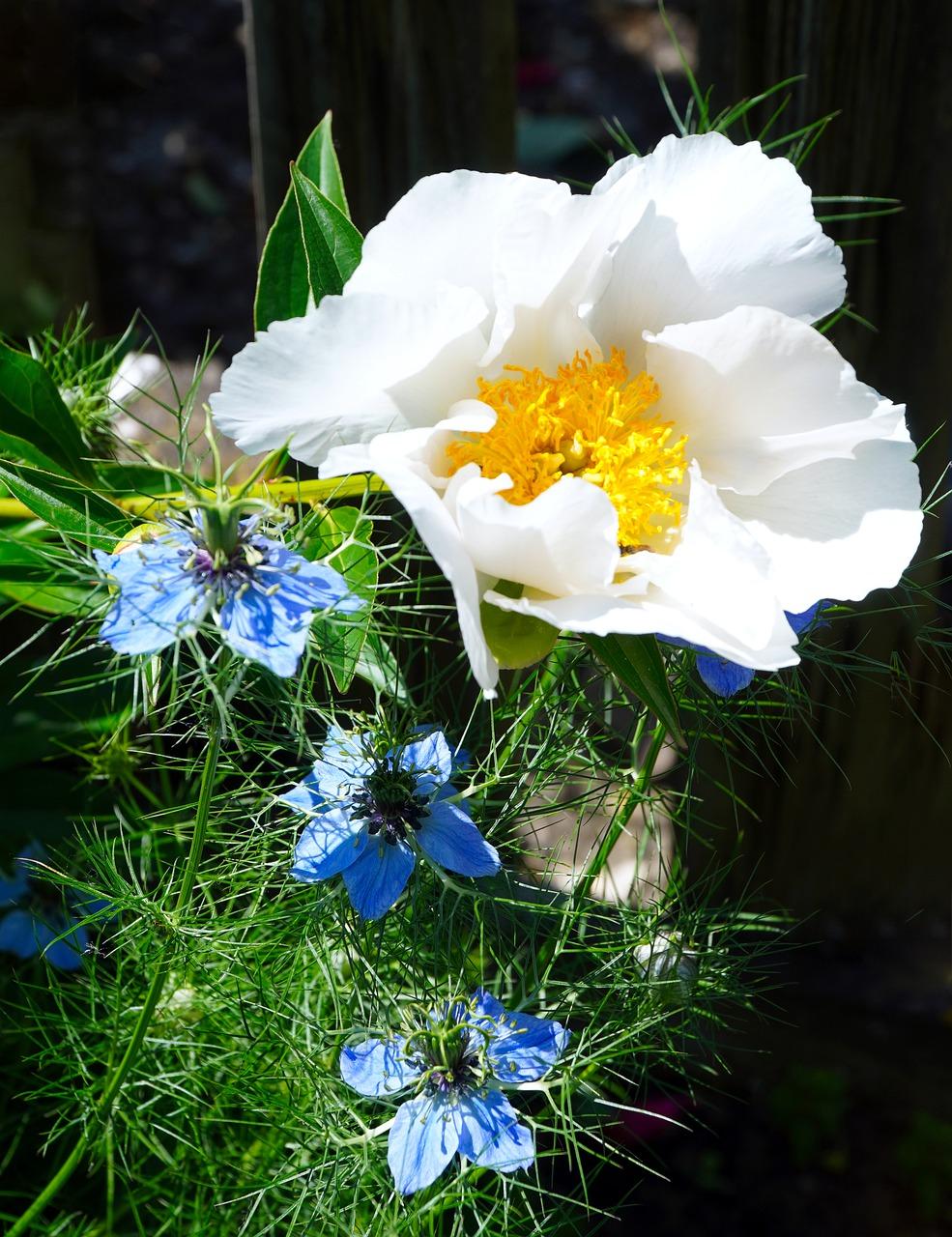 药牡丹的花多少钱