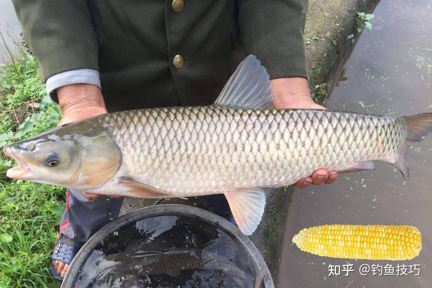 钓草鱼的5个秘诀，掌握之后肯定比平时钓得多 - 知乎