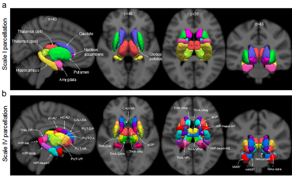 Nat Neurosci | 解码人类古老的神经核团 - 知乎