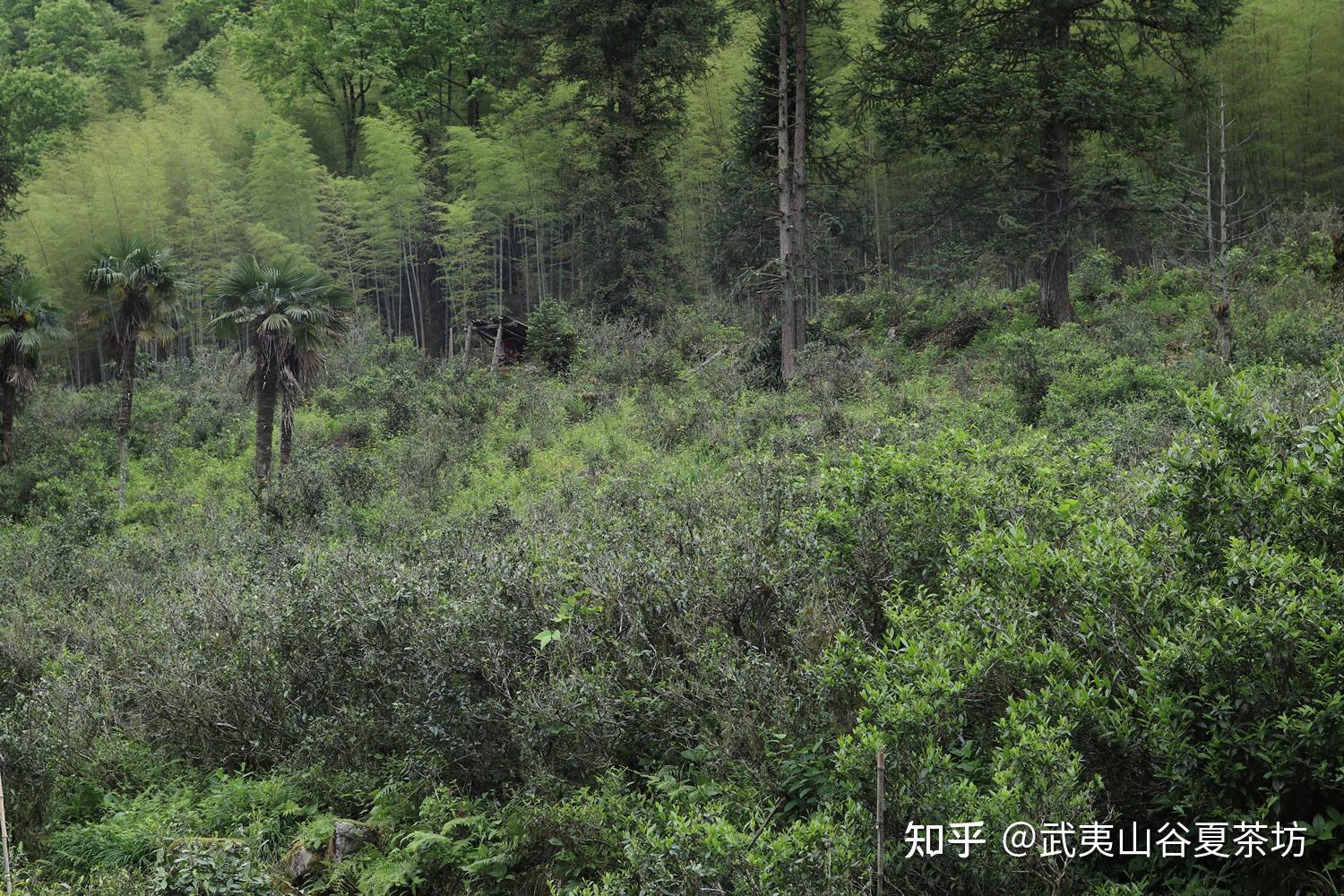 世界红茶的始祖 武夷山桐木关正山小种 - 知乎