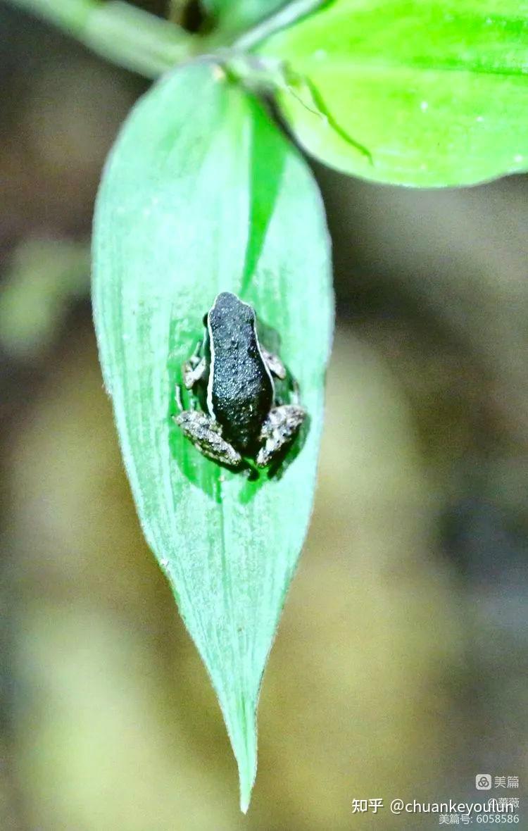 旅行玩家眼中的厄瓜多尔热带雨林篇
