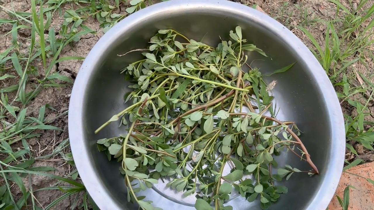 野菜之谜:河南农村有种野菜,土话叫"老饭蛋",请问这种野菜学名叫啥?