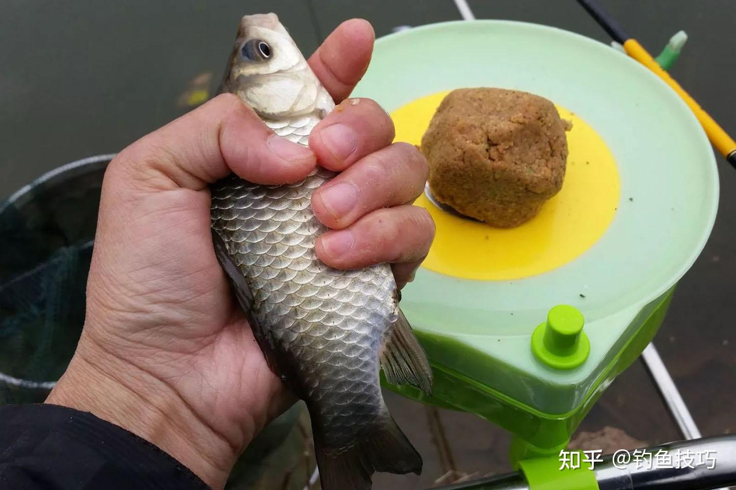 相同的鱼饵,为何有时钓到鱼,有时钓不到? - 知乎