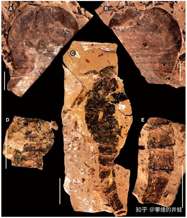 在怀俄明州白杨峡谷发现了大量这种板足鲎的化石,包括从幼体到成体的