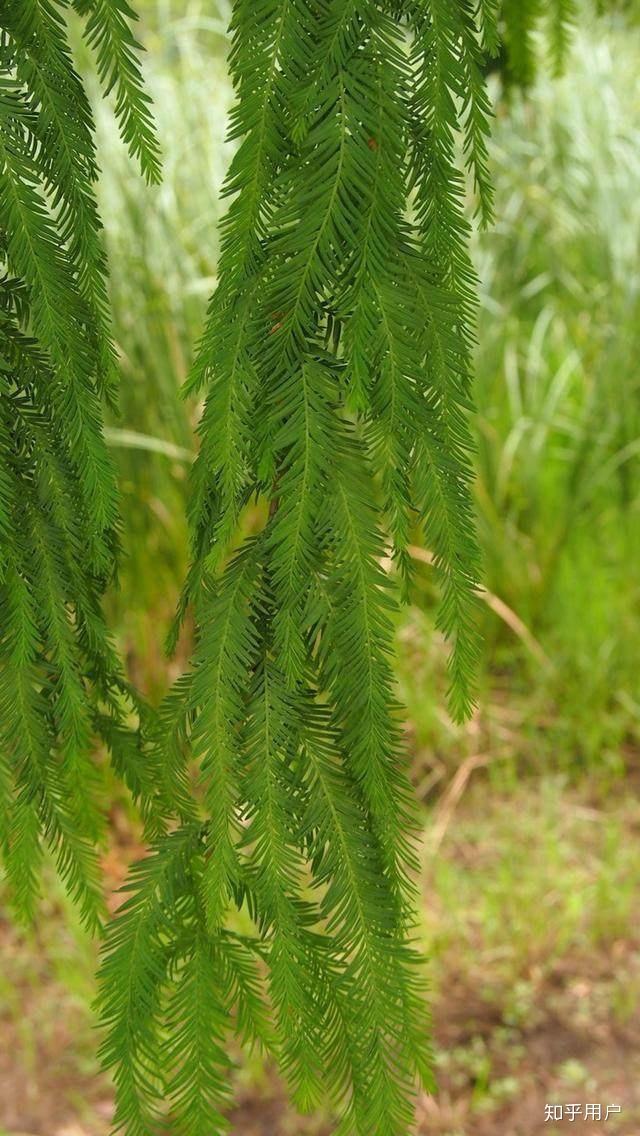 请问图中乔木的名称? - 知乎
