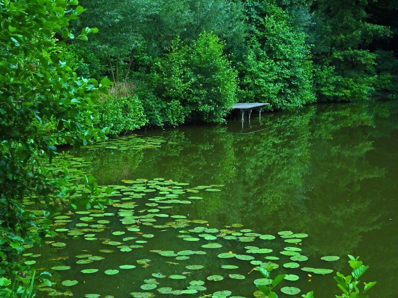 2. 荷花绽放时节