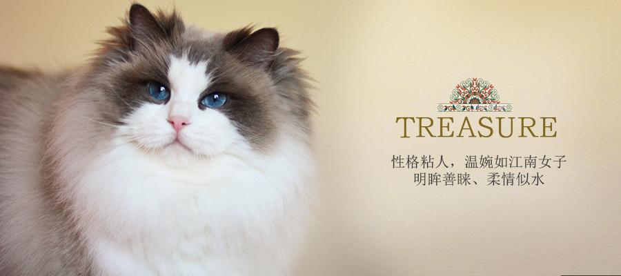 布偶猫遗传学 颜色与花纹篇 知乎