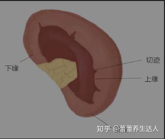 蕾蕾：脾胃为后天之本，养生以脾胃为先 - 知乎