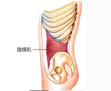 在腹横肌的外边,是腹部第二层肌肉:腹直肌和腹内斜肌
