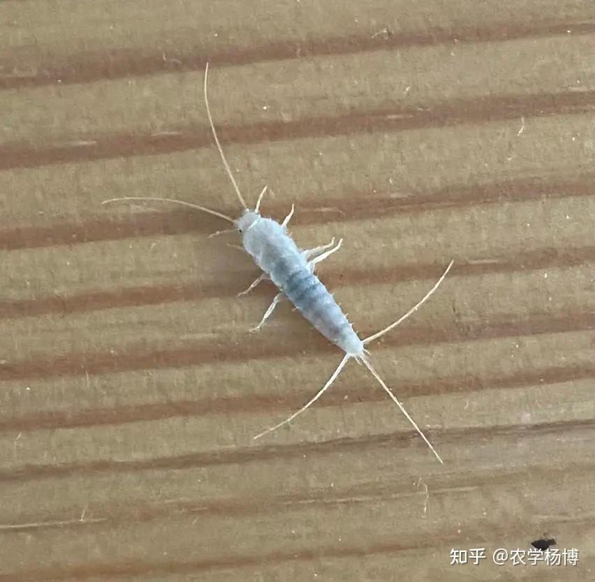 家人们这是什么虫子啊 可小只米色爬行虫 昨天在床底发现一只今天在