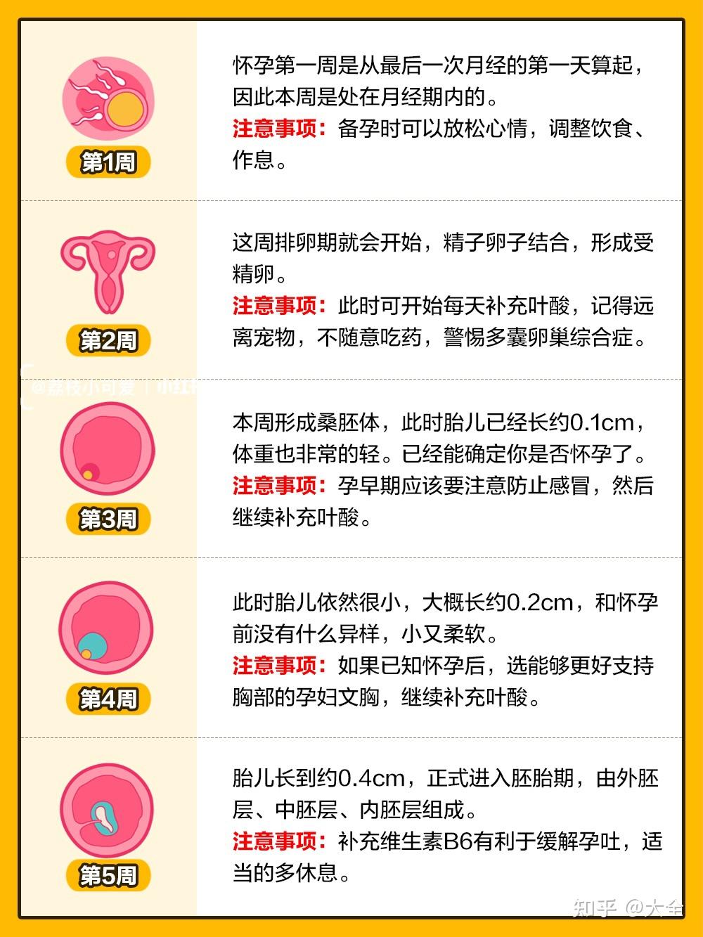 孕期1-40周|胎儿发育全过程变化和B超单解读! - 知乎