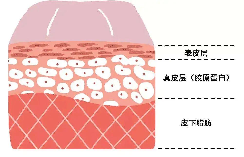 人的脸皮能有多厚?(这是一个正经科普) - 知乎