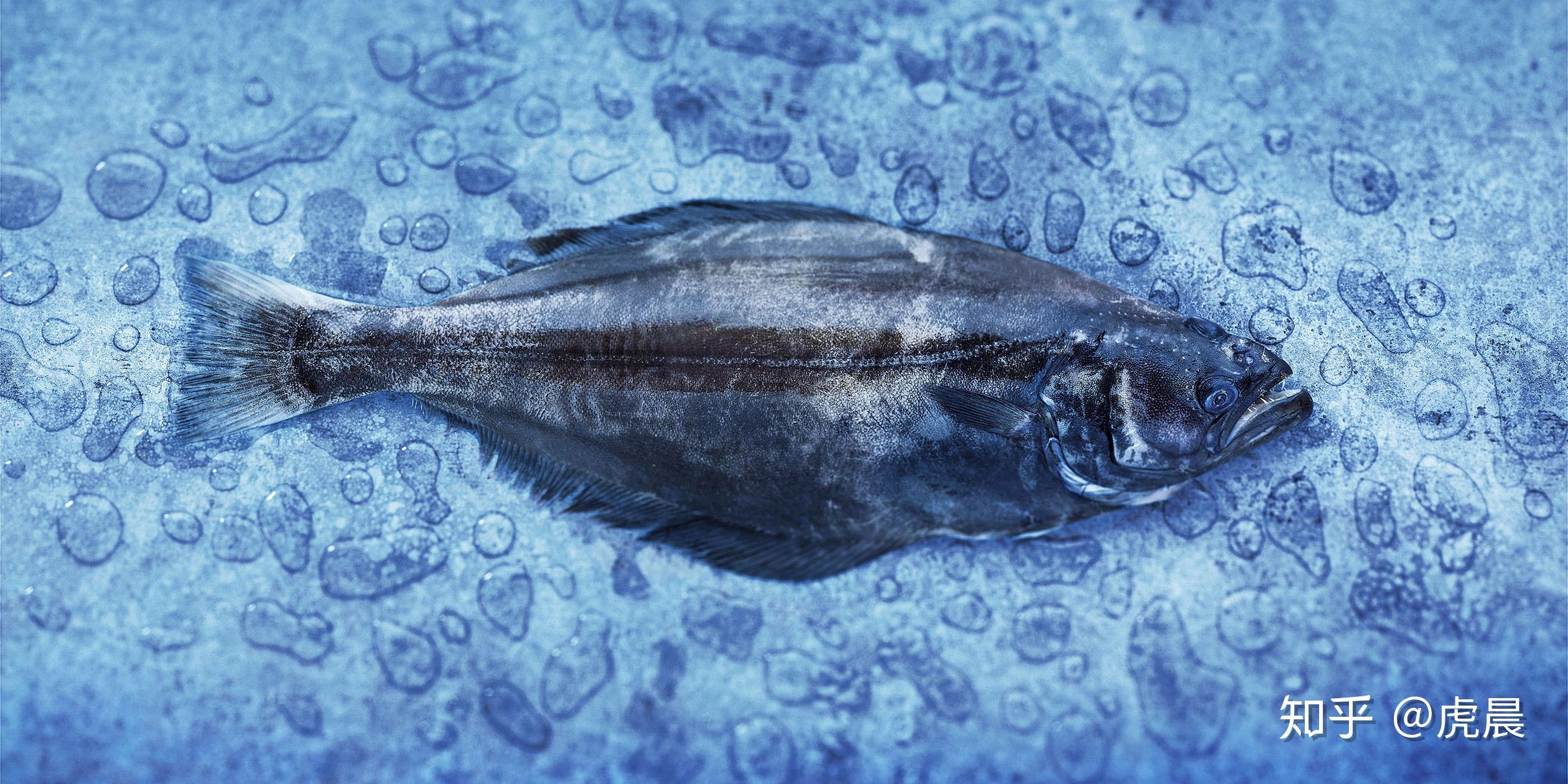 碟中鲽主流鲽鱼大观
