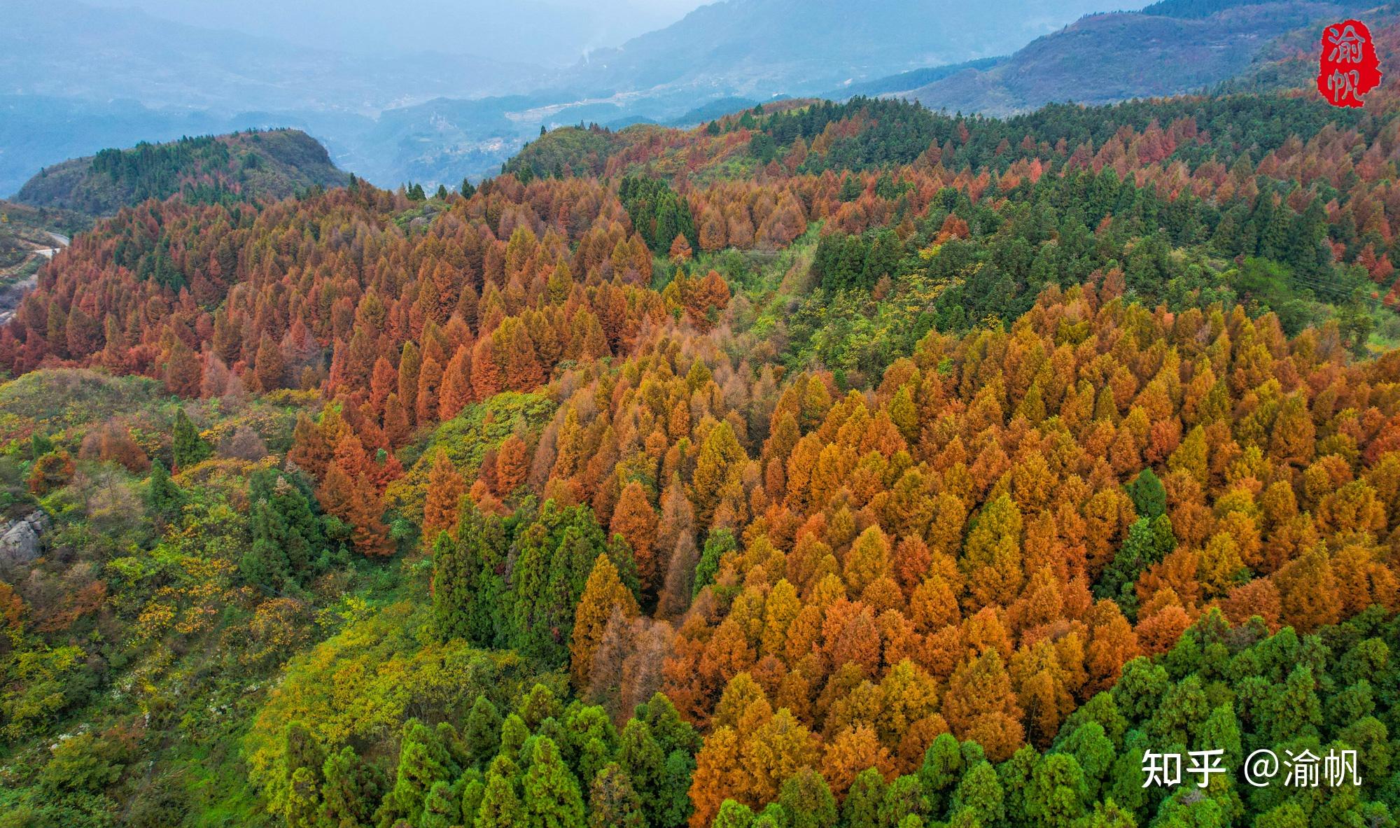 南川山王坪,欣赏真正的平分秋色,堪称重庆最美的秋景