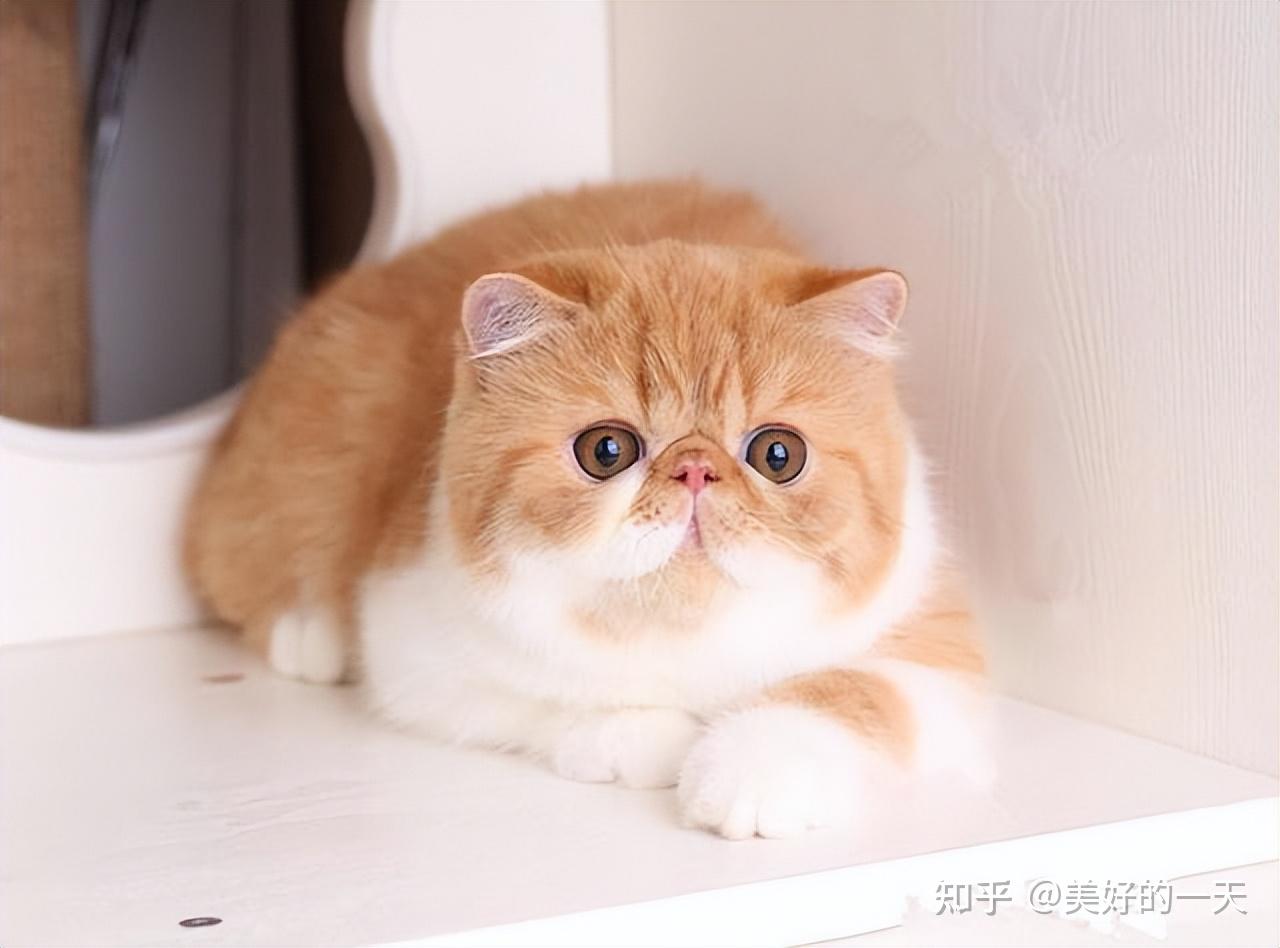 为什么加菲猫退出了宠物圈?这几点原因,太现实了!