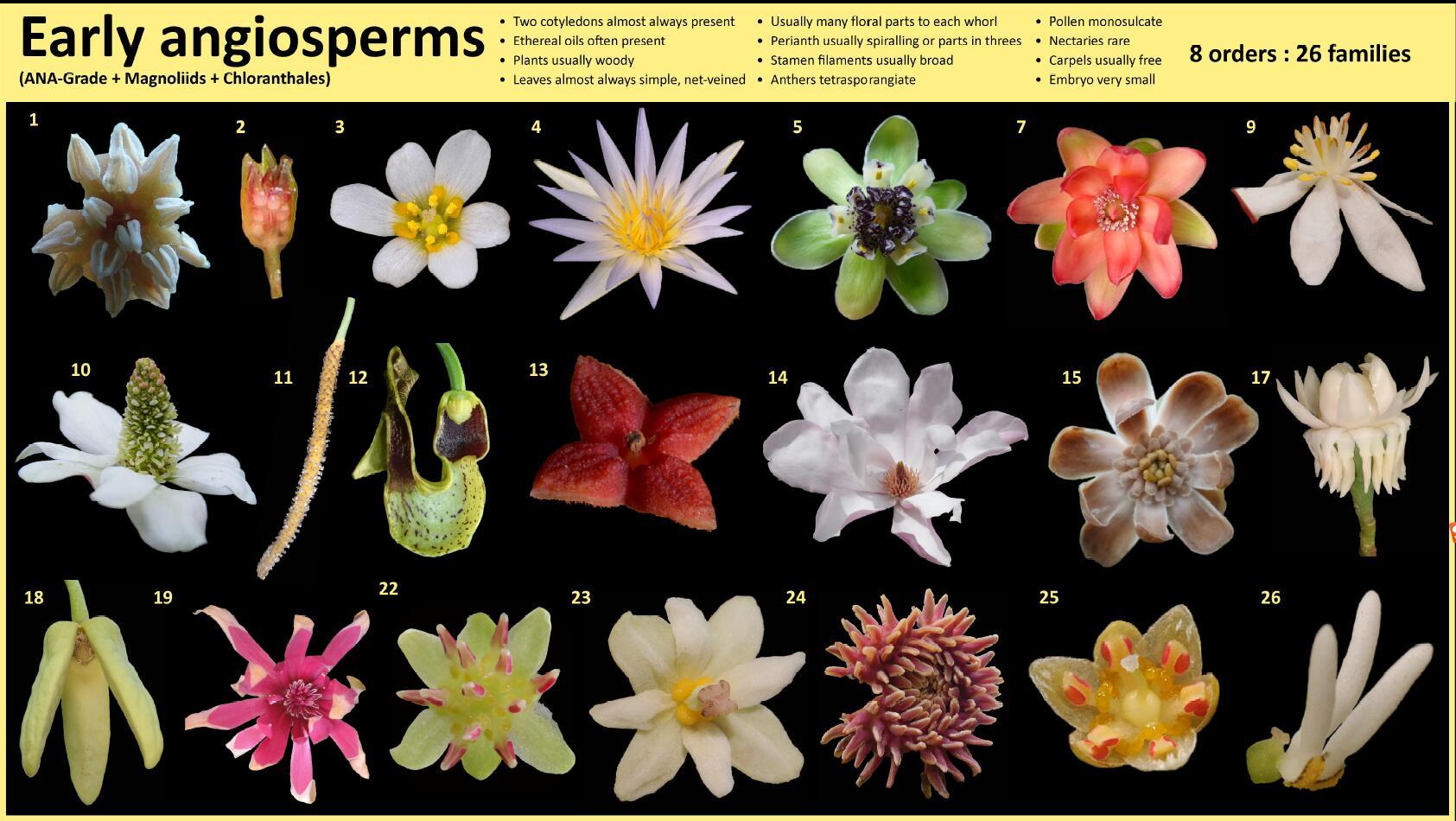 最早的花是什么 知乎