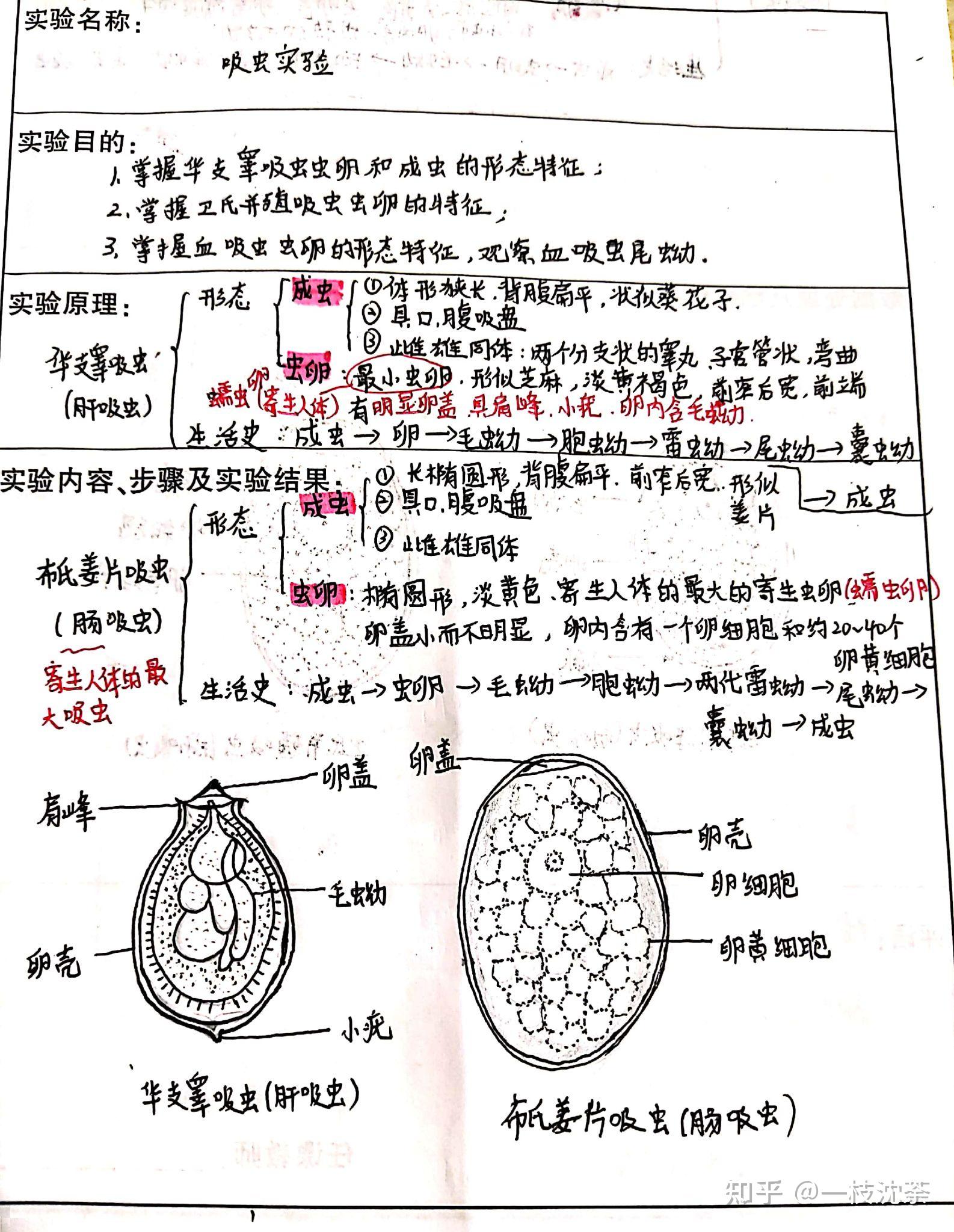 钩虫卵手绘图实验报告图片