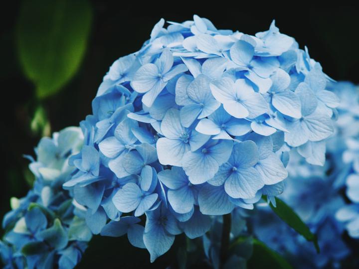 雨季的清新色彩 日本10大最美紫阳花名所 知乎 雨季的清新色彩 日本10大最美紫阳花名所 知乎