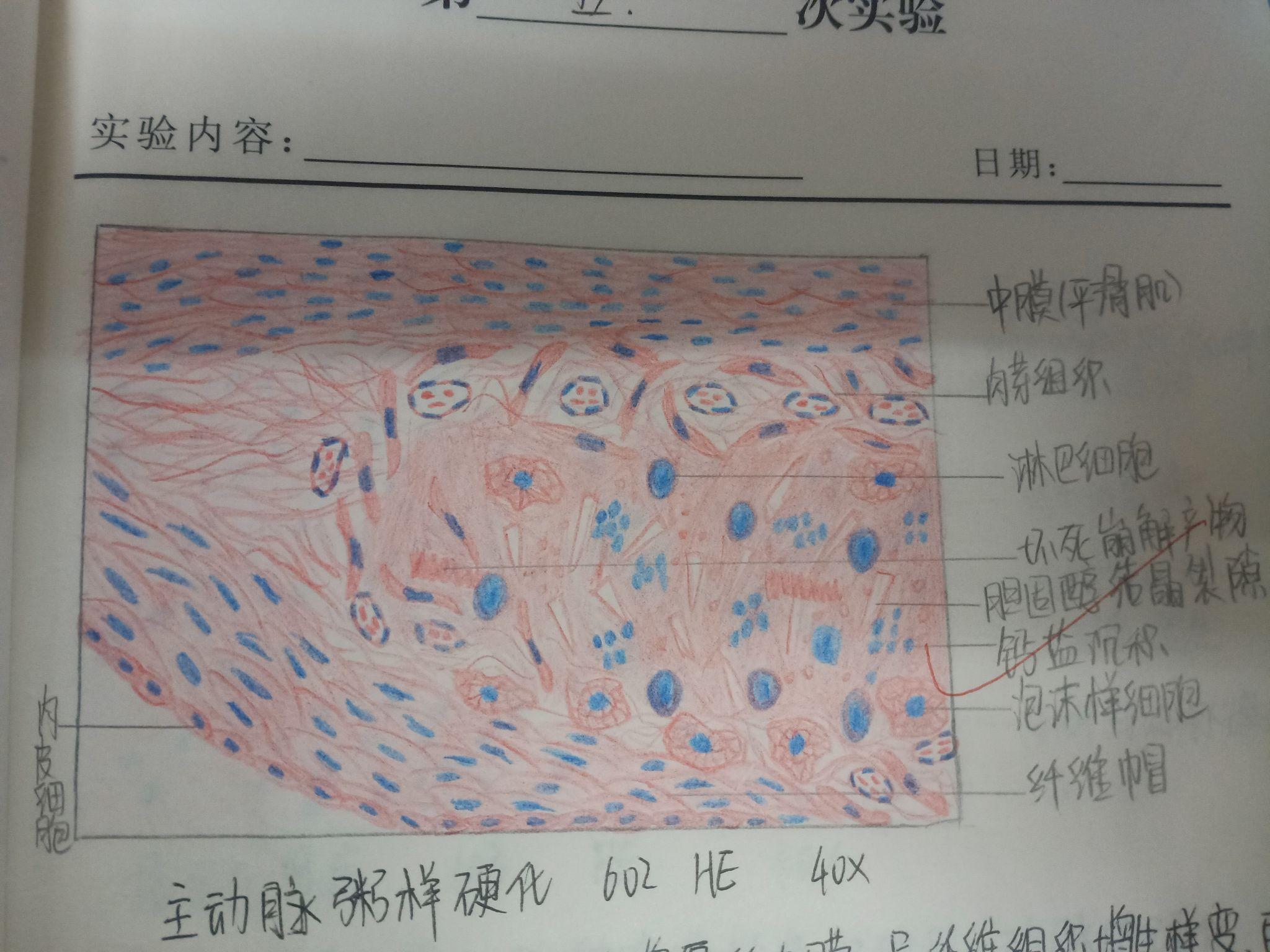 病理图接下来