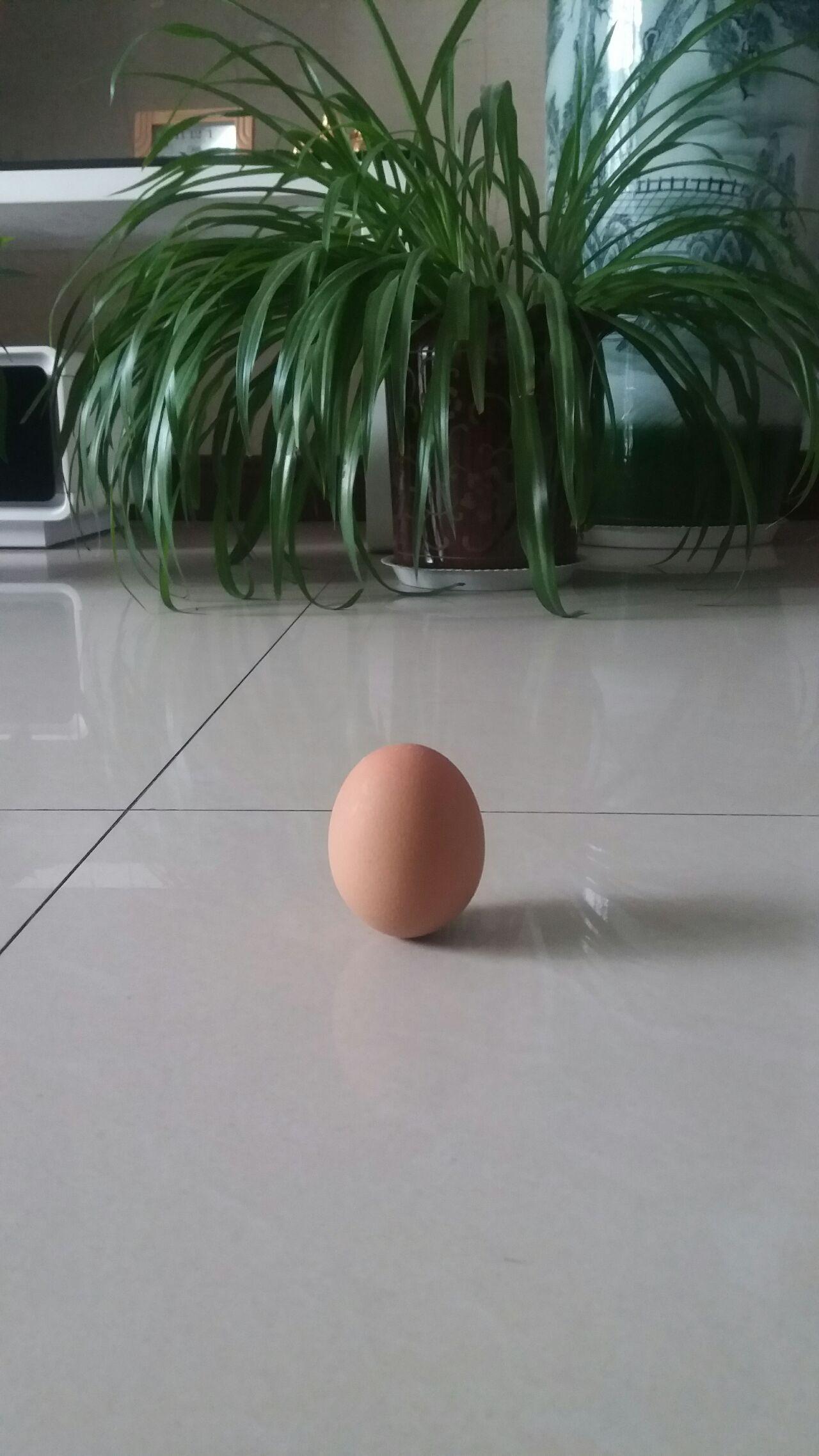 如何把鸡蛋立在桌子上