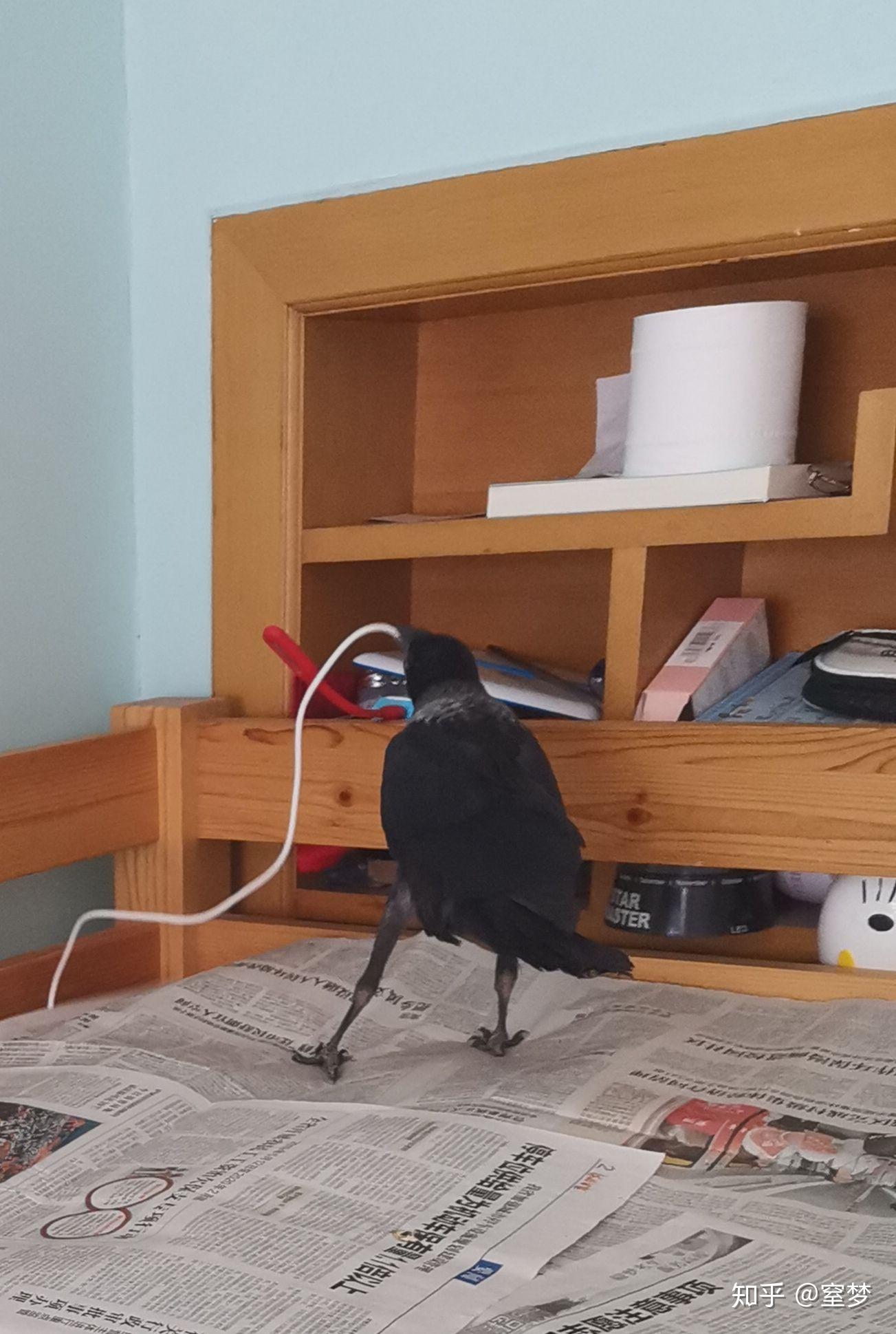 如何养一只宠物乌鸦? - 知乎