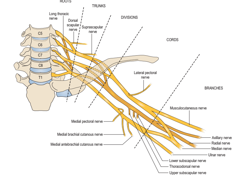 臂丛神经走行图图片