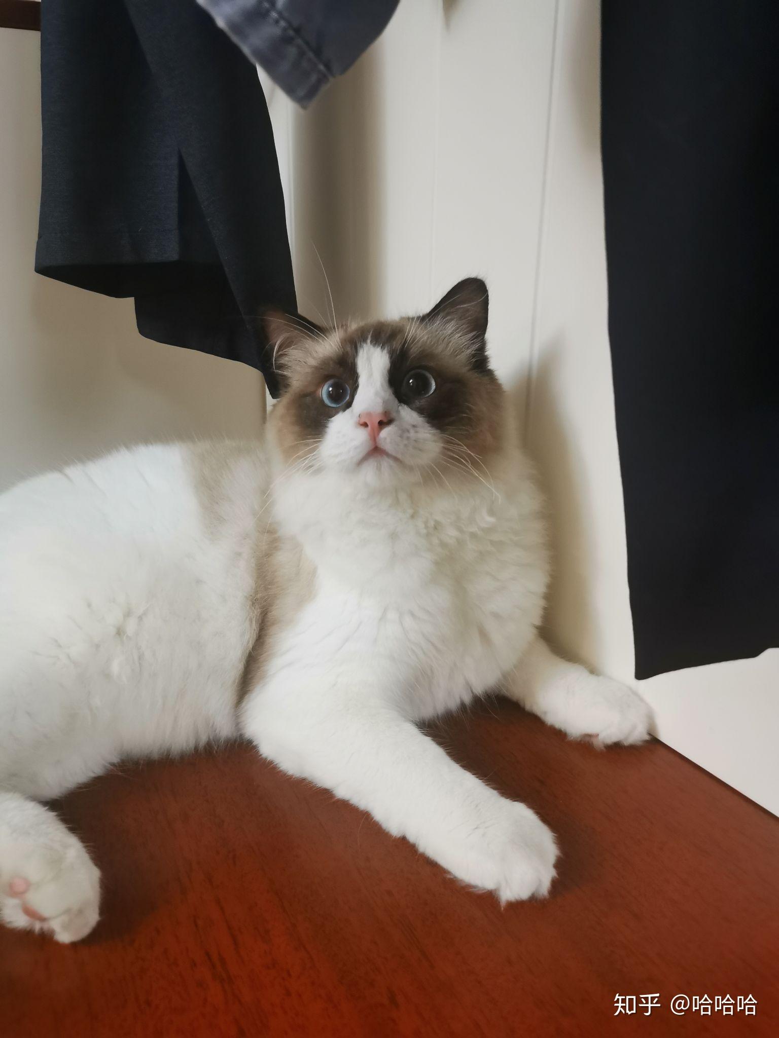 我这个布偶猫两个多月是传统系吗13000买来的品相如何