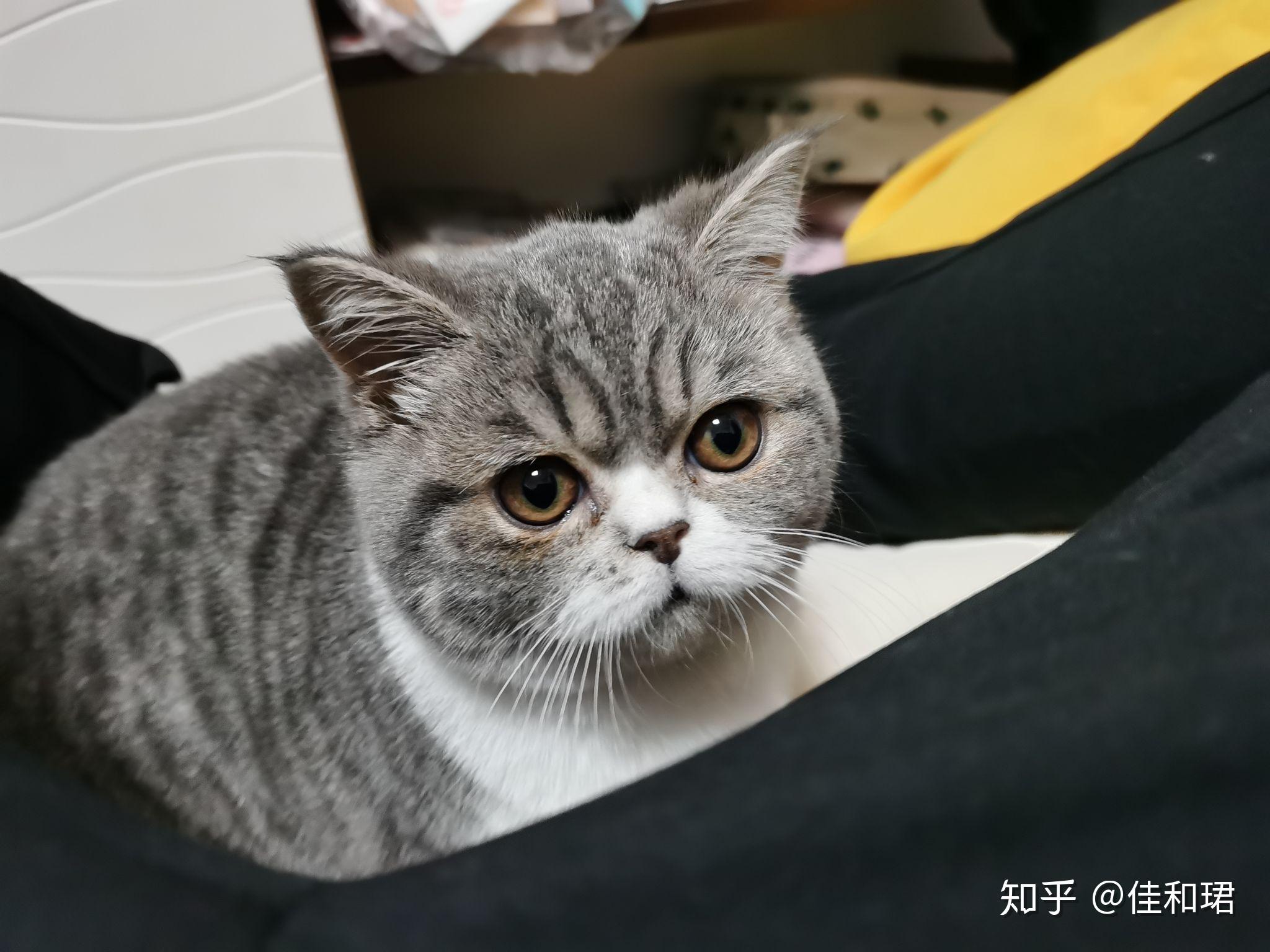 想养猫,买一只普通的英短,大概多少钱?