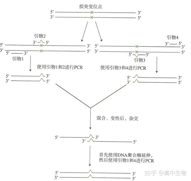 PCR基因定点突变