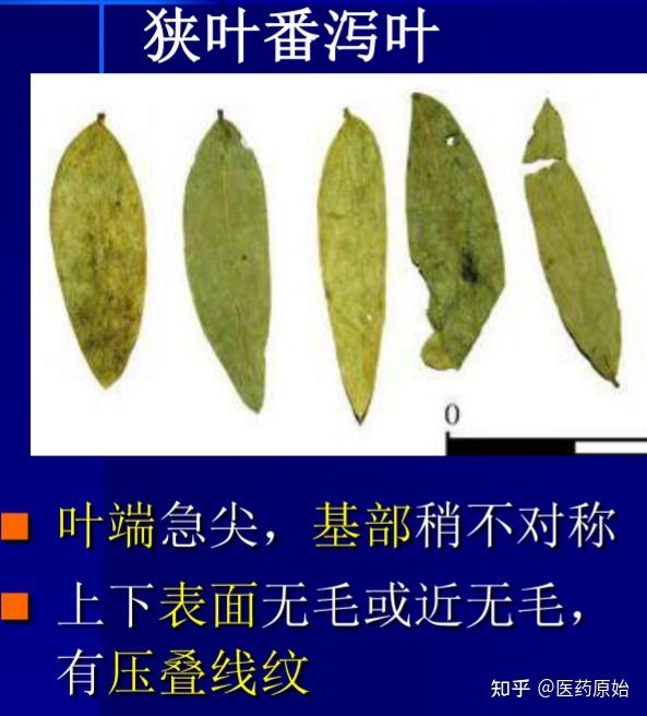 【性状】狭叶番泻呈长卵形或卵状披针形,长1.5～5cm,宽0.