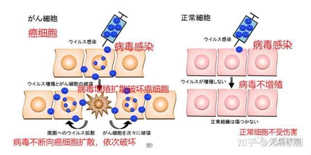 爆火的硼中子療法別再神話了國內應用於臨床還要多久日本有哪些抗癌黑