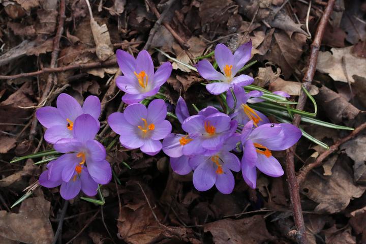 荷兰早春常见花 知乎