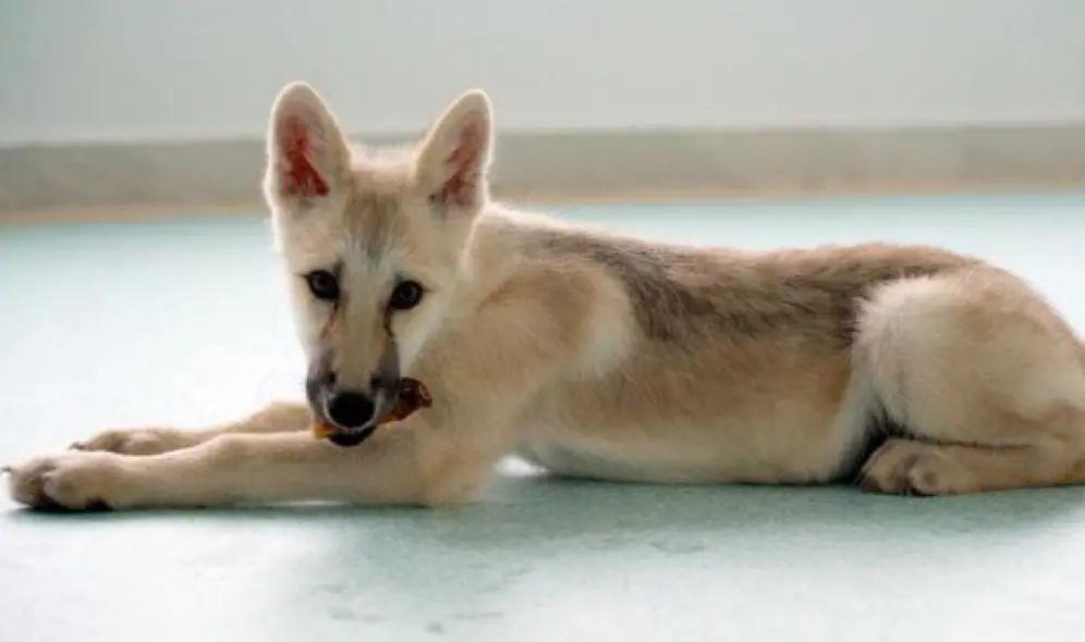 世界首例克隆北极狼亮相 - 知乎