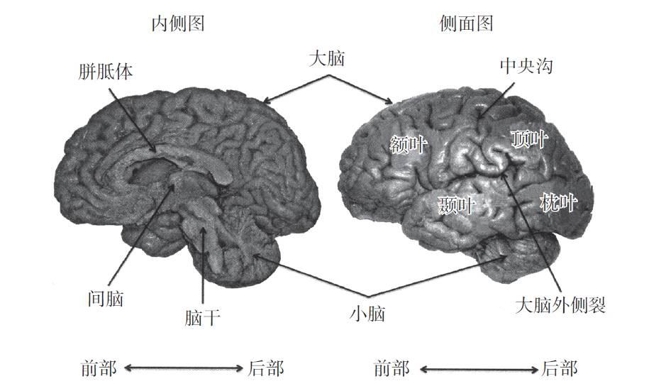 大脑52个区及功能图片