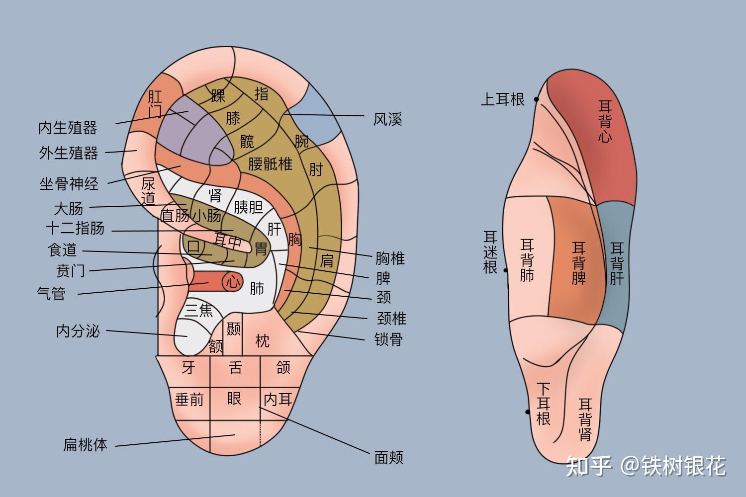 位于耳屏游离缘下部尖端5