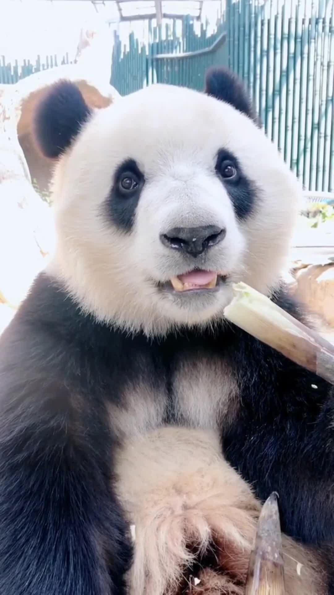 正在吃竹笋的大熊猫萌萌哒