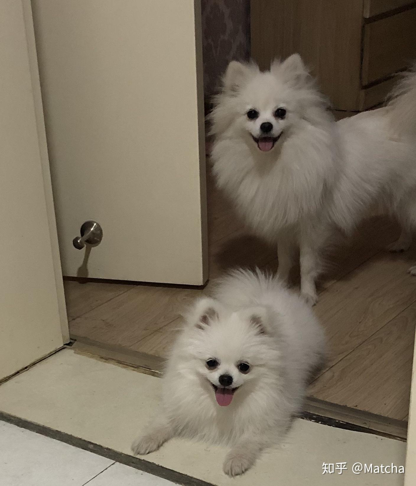 这是博美还是银狐犬呢长大了后背后面和耳朵毛开始发黄了毛发也越来