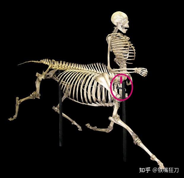 大家觉得半人马骑兵能有多强? - 知乎