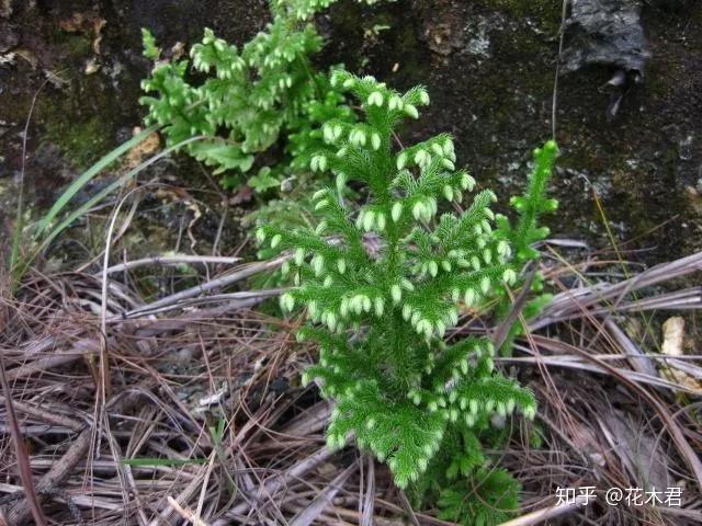 蕨类植物|石松的鉴赏与养护 - 知乎