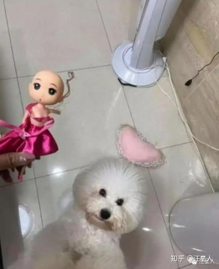 回到家看到一个光头芭比娃娃,网友无奈:我该怎么跟女儿解释?