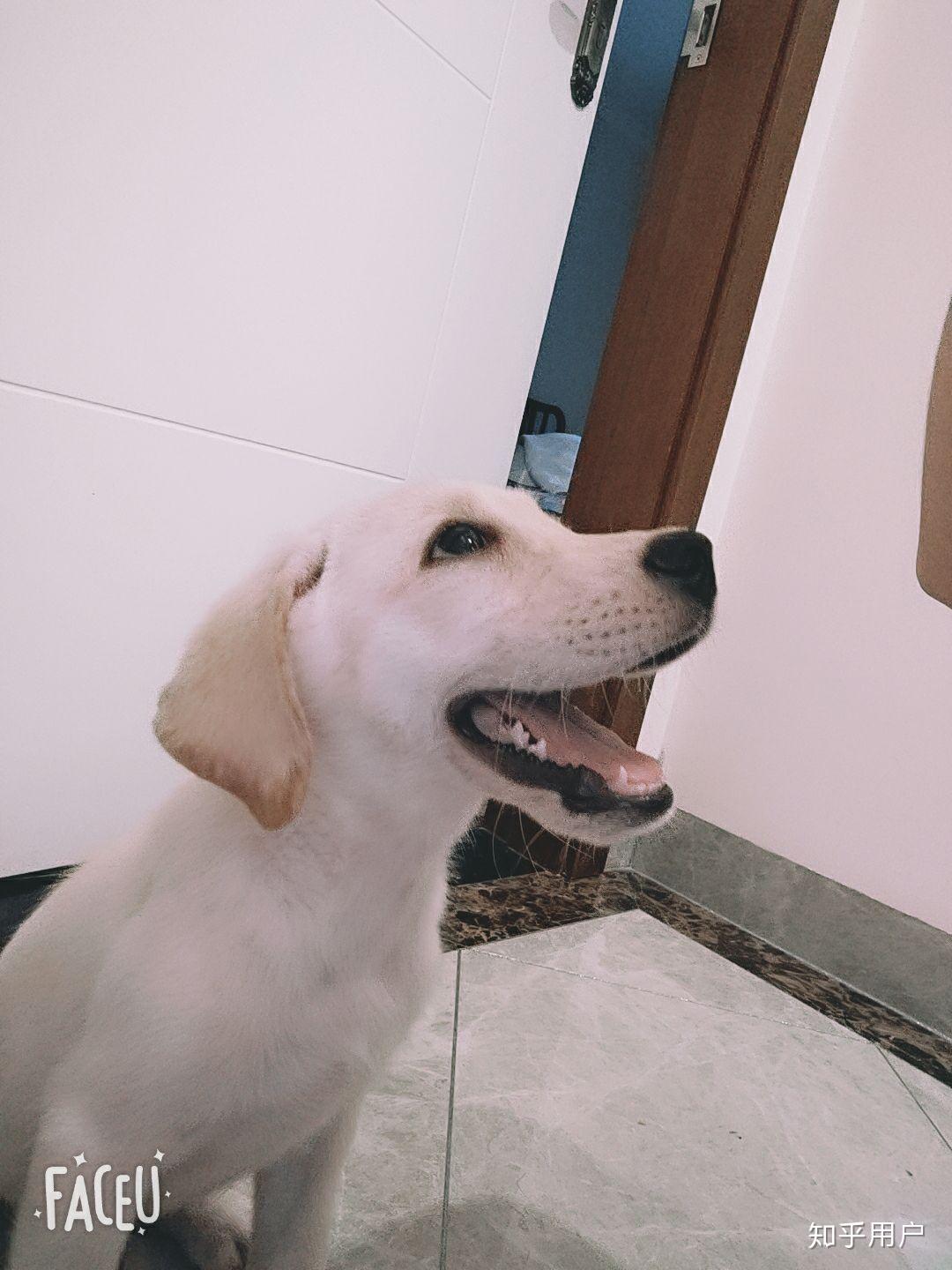 三个月大的拉布拉多嘴巴怎么变尖了小时候不是这样