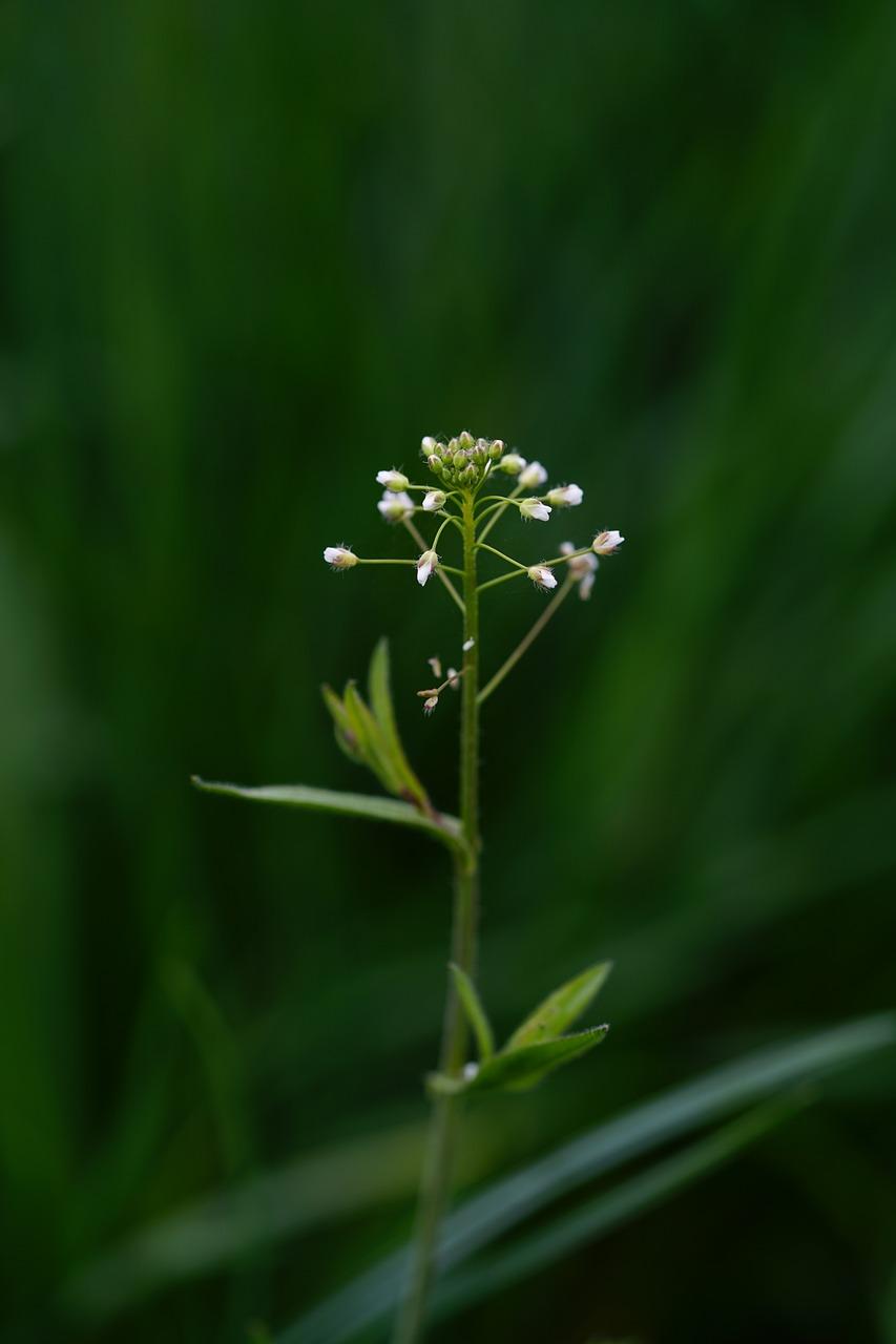 4. 黄花盛开季赏
