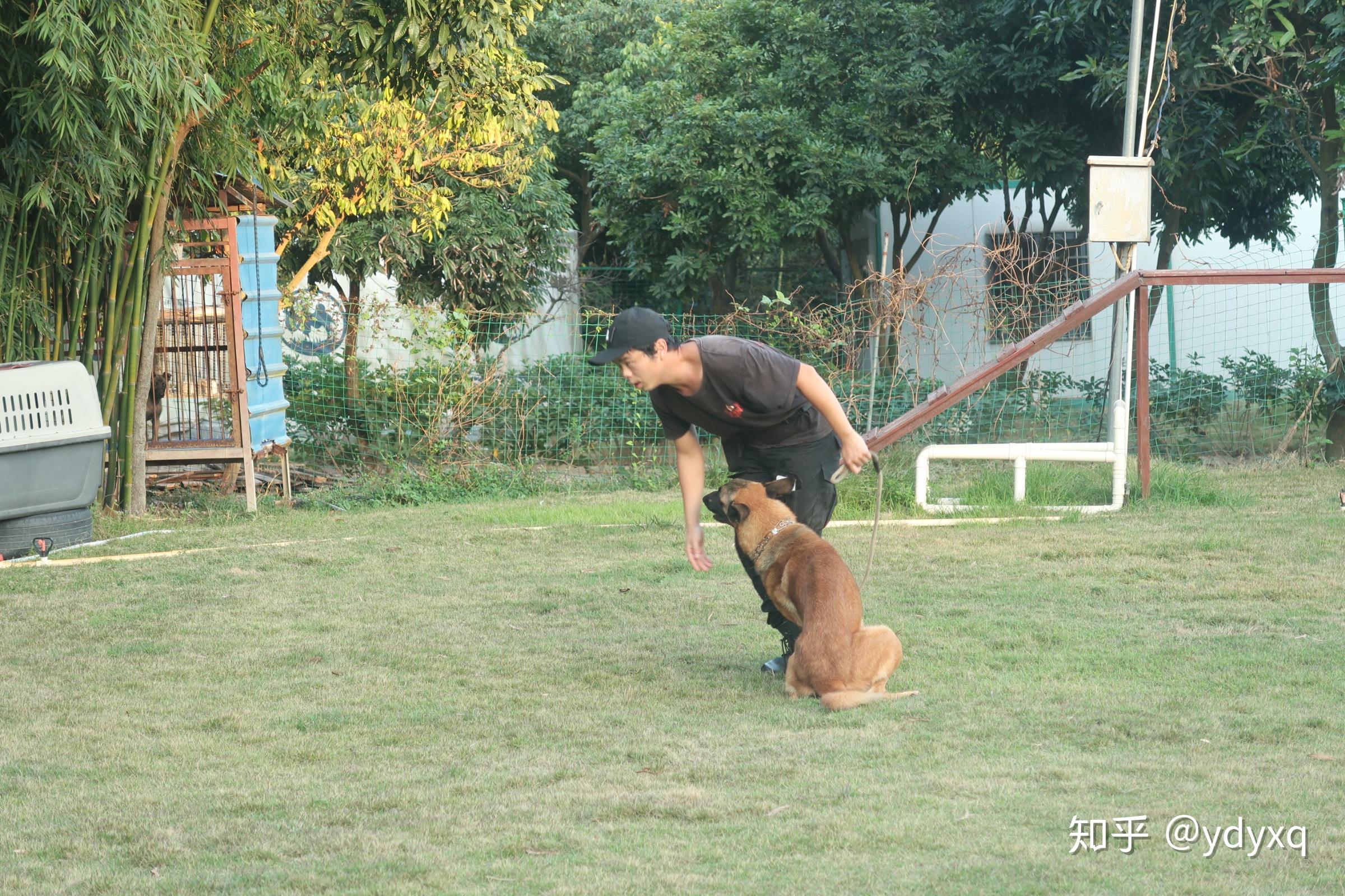 中山伊甸园训犬基地搜救犬的一天