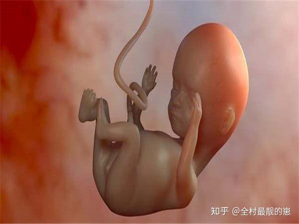 两个月的胚胎图片真实图片