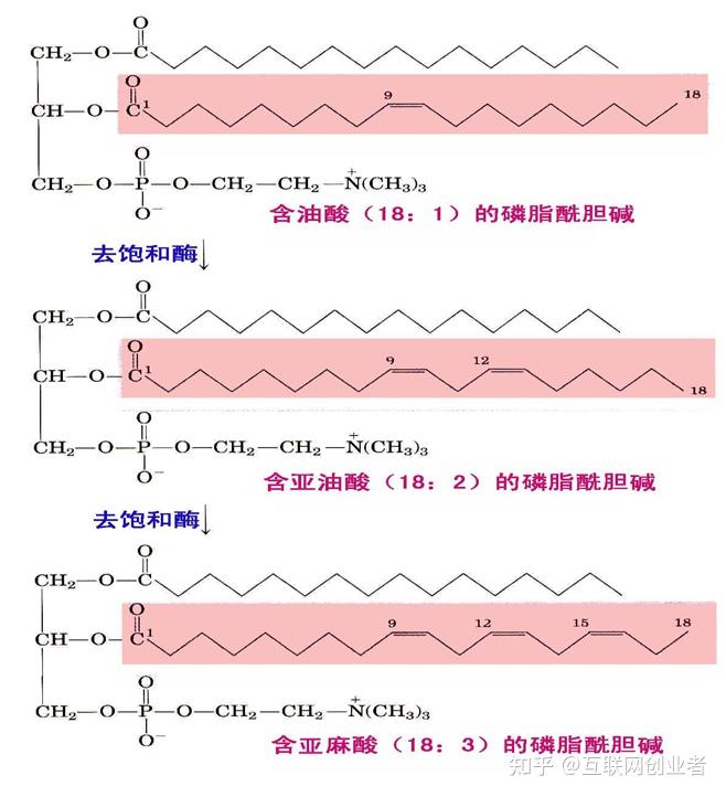 硬脂酸甘油酯分子式图片