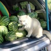 愤怒脸猫咪看守西瓜成网红 知乎 愤怒脸猫咪看守西瓜成网红 知乎