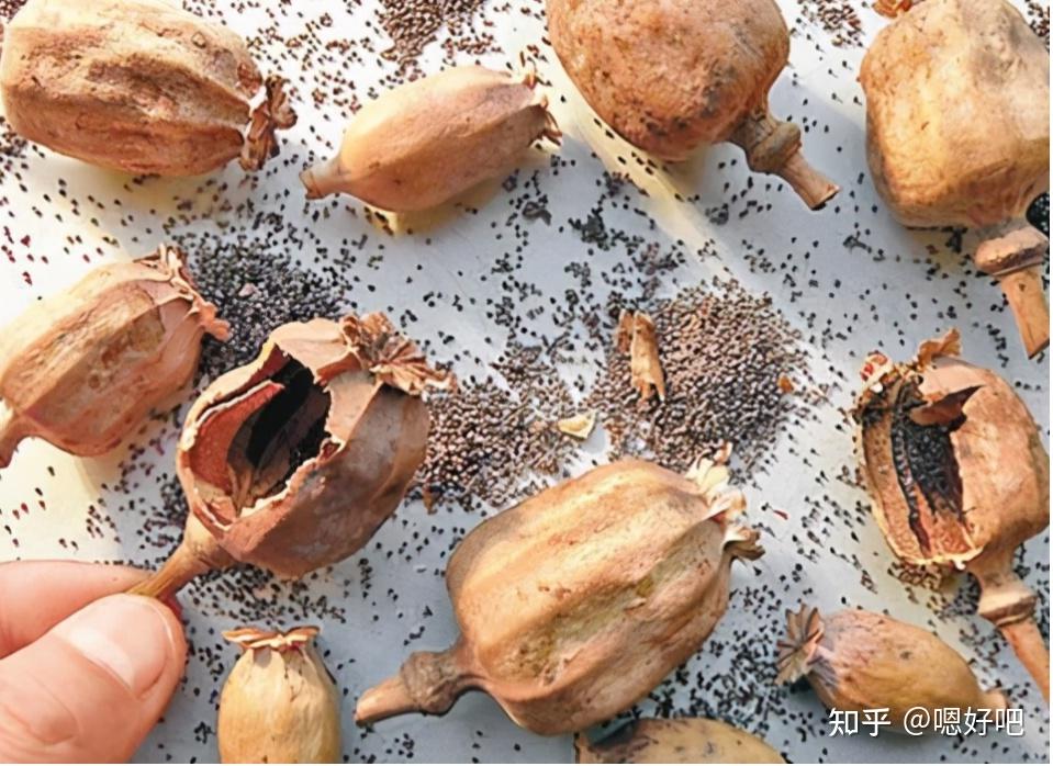 3人吃羊肉米线后被验出吸毒误食添加罂粟壳的食物会上瘾吗