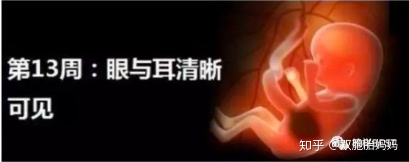十月怀胎~第13周 - 知乎